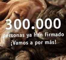 300,000 लोग अभियान #animalesnosoncosas को अपना समर्थन देते हैं