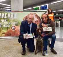 पिछले छह महीनों में मैड्रिड में मेट्रो द्वारा 65,000 कुत्ते यात्रा करते हैं