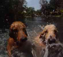क्या कुत्ते पानी से खेलना पसंद करते हैं?