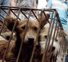 विरोध के बावजूद, चीन में कुत्ते का मांस त्यौहार शुरू हुआ