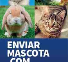 अगर आपको विदेश में अपने पालतू जानवरों को परिवहन करने की ज़रूरत है तो enviamascota.com पर जाएं