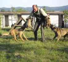 प्रशिक्षण रक्षा और दौड़ के कुत्ते के हमले