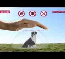 Advantix: पिपेट जो आपके कुत्ते से leishmaniasis रोकता है