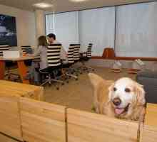 एफ़िनिटी कार्यालय में पालतू जानवरों के अपने दूसरे वर्ष को पूरा करता है