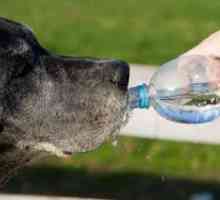 कुत्तों के लिए पानी