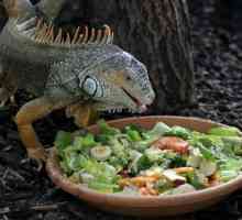 Iguanas के लिए भोजन