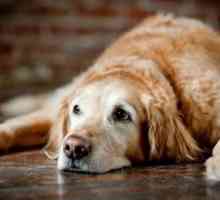 कुत्तों में प्राकृतिक उपचार में संधिशोथ