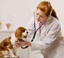 कुत्तों में अस्थमा, एलर्जी कुत्तों की एक बीमारी