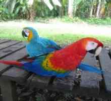 मकाओ और अरारुना मैको पक्षियों - तीव्र रंग के पंख