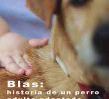 ब्लास: एक गोद लेने वाले वयस्क कुत्ते का इतिहास