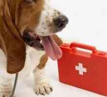 कुत्ते पर प्राथमिक चिकित्सा किट और निवारक जांच-अप