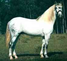 स्पैनिश मूल के एंडलुसियन घोड़े
