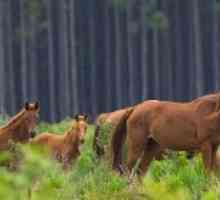 ब्रंबी घोड़े ऑस्ट्रेलियाई जंगली नस्ल