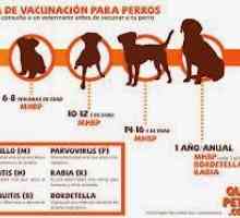 पिल्ले के लिए टीकाकरण कैलेंडर