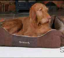 कुत्तों के लिए आर्थोपेडिक बिस्तर। उनके प्रकार और कार्य।