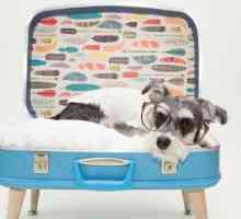 पुराने सूटकेस में कुत्तों के लिए बिस्तरों का पुनर्नवीनीकरण