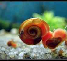 एक्वेरियम घोंघे - गैस्ट्रोपोड mollusks