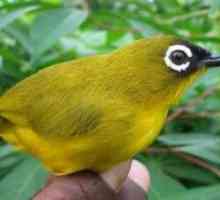 उष्णकटिबंधीय पक्षियों के लक्षण