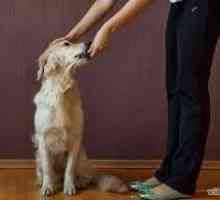कुत्ते को दंडित या पुरस्कृत करें: गलतियों के बिना इसे कैसे करें