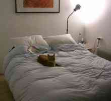 बेडरूम को बंद करने से वयस्क बिल्ली एलर्जी रोकती है