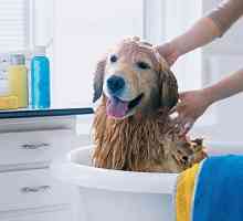 कुत्तों के लिए साबुन के बिना शैंपू