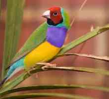 पक्षियों पर पंखों का रंग - असामान्य रंग