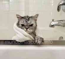 बिल्ली को कैसे स्नान करें