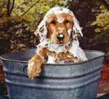 कुत्ते को कैसे स्नान करें
