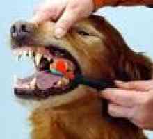 अपने कुत्ते के दांत कैसे साफ करें?