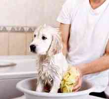 कैसे और कब एक पिल्ला स्नान करने के लिए