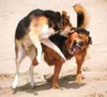 कुत्ते झगड़े | Dogfighting क्यों हो रहा है?