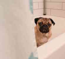 मैं अपने कुत्ते को कितनी बार स्नान करता हूँ?