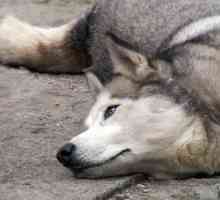 साइबेरियाई huskies के लिए पोषण युक्तियाँ
