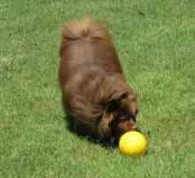 गेंद खेलने के लिए कुत्ते को कैसे सिखाया जाए