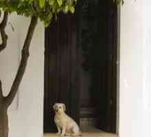 यदि आप कुत्ते के दरवाजे का उपयोग करते हैं तो सुरक्षा सलाह