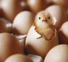 चिकन अंडे के ऊष्मायन के लिए सुझाव