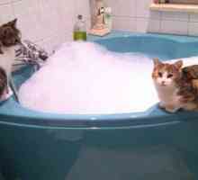 बिल्ली को स्नान करने का समय क्या है