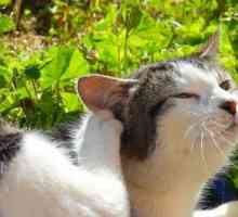 बिल्लियों में एलर्जी के लक्षण क्या हैं