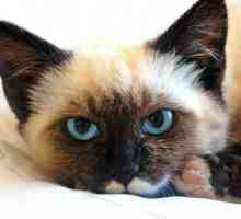दुनिया में सबसे खूबसूरत बिल्ली नस्लों क्या हैं?