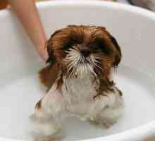 कुत्ते को स्नान करने के लिए क्या कदम हैं?