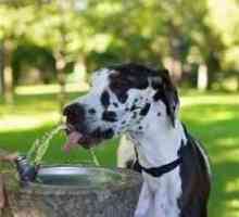 कुत्ते को कितना पानी पीने की ज़रूरत है?
