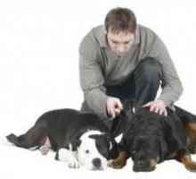 कई पालतू जानवरों के साथ एक घर में मादा rottweiler कैसे अपनाने के लिए