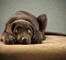 अपने कुत्ते को किसी अन्य कुत्ते की मौत से उबरने में कैसे मदद करें