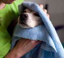 घर पर अपने कुत्ते को कैसे स्नान करें (iii): सुखाने