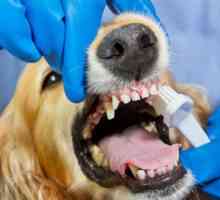 मेरे कुत्ते के दांत कैसे ब्रश करें