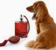 घर पर कुत्तों की गंध को कैसे नियंत्रित करें