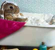 मुझे अपने खरगोश को कैसे स्नान करना चाहिए