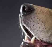कुत्तों के लिए चिकित्सकीय देखभाल: बुरी सांस को खत्म करने के लिए अपने कुत्ते के दांतों को ब्रश करें