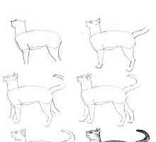 चरण-दर-चरण स्केच के साथ, पेंसिल में एक बिल्ली कैसे आकर्षित करें