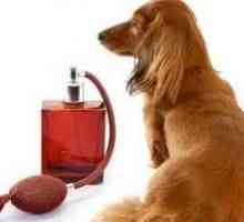 कुत्ते को खराब गंध को कैसे खत्म करें